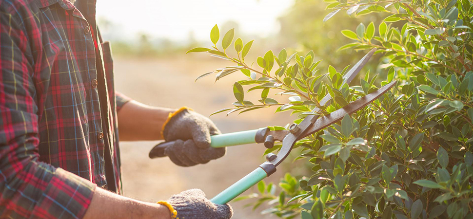 Zurückschneiden der Hecke oder des Buschs