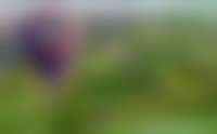 Oben