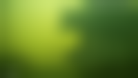 Fisch im Livestream
