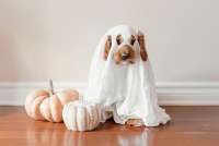 Hund als Geist verkleidet für Halloween