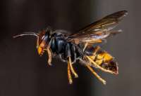 Asiatische Hornisse im Flug durch die Luft.