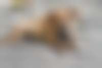 Hund