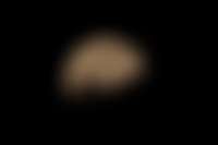Mond