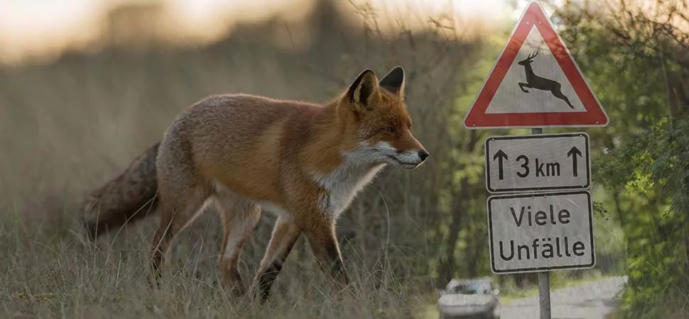 Wildunfall Fuchs in der Dämmerung