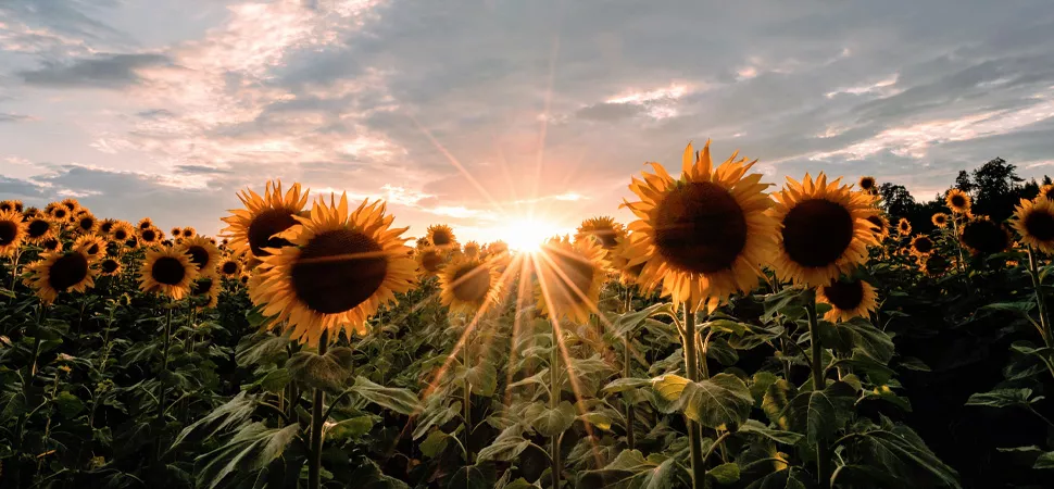 Sonnenblume Sonnenblume