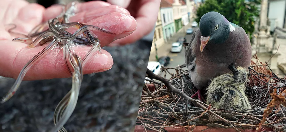 Aal und Tauben Jungaale auf der Hand und Taube mit Jungvogel.