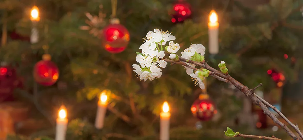 Weihnachtsbrauch in NRW Barbarazweig