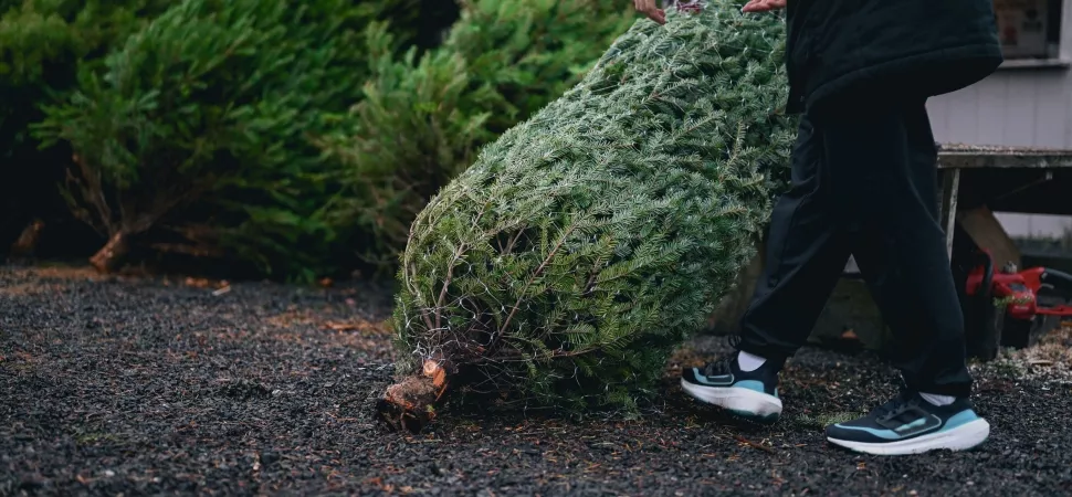 Weihnachtsbaum wird weggeschmissen