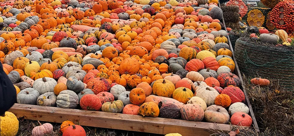 Kürbis Herbst