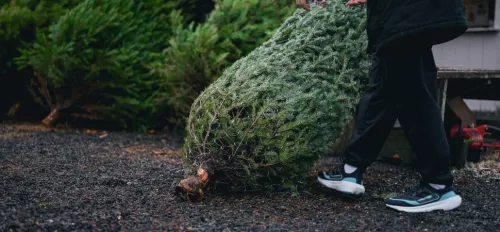Weihnachtsbaum wird weggeschmissen