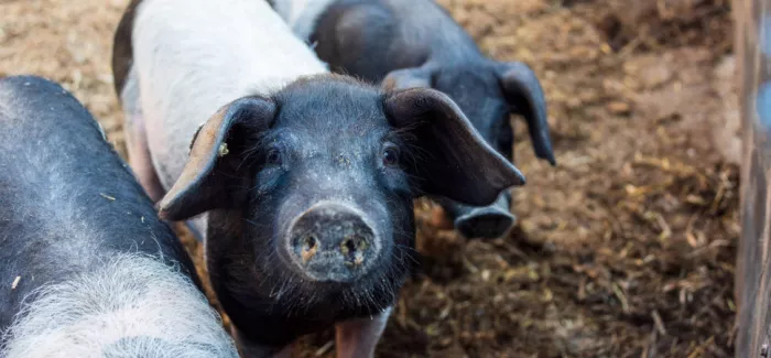Schweinchen