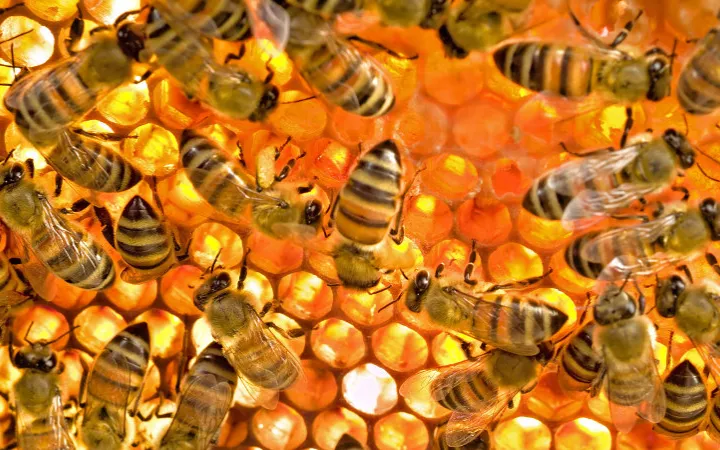 Keine Klamotten und Schampoos ohne Bienen? Bienenstock