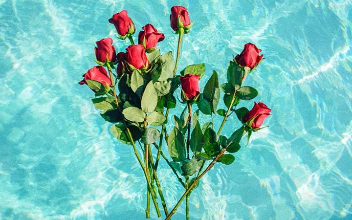 Bachelor in Paradise Rote Rosen im Pool