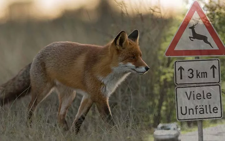 Wildunfall Fuchs in der Dämmerung