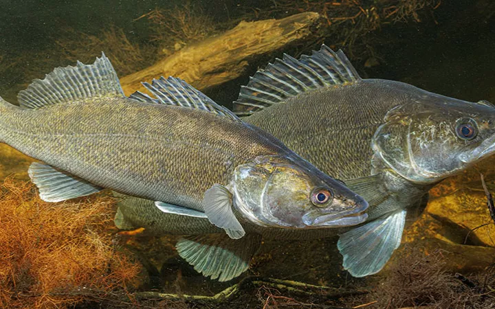 Zwei Fische nebeneinander im Wasser