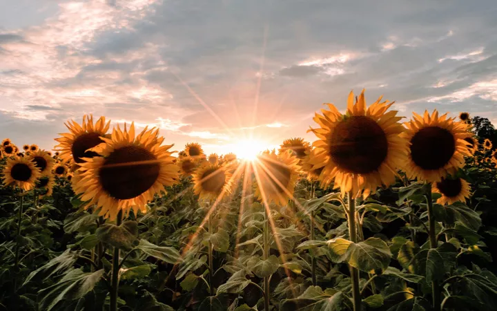 Sonnenblume Sonnenblume