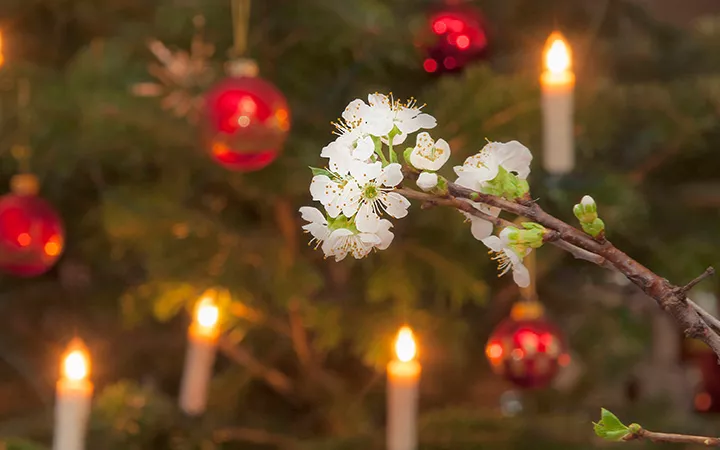 Weihnachtsbrauch in NRW Barbarazweig