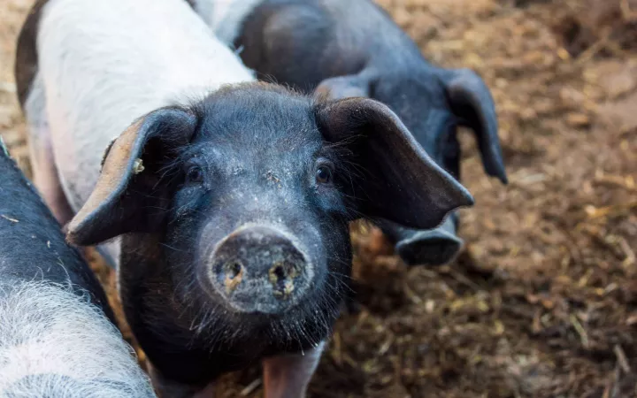 Schweinchen