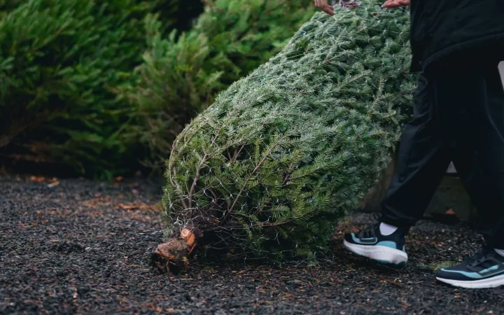Weihnachtsbaum wird weggeschmissen