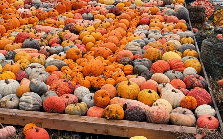 Kürbis Herbst