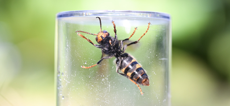 Eine Asiatische Hornisse gefangen unter einem Glas.